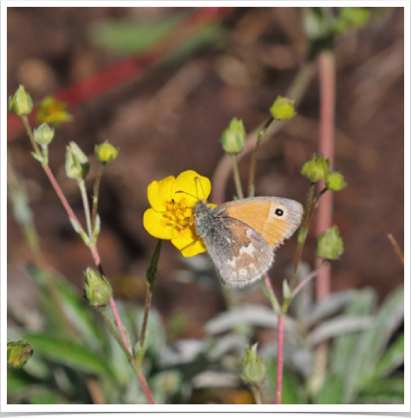 Common Ringlet